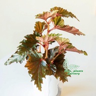 tanaman hias begonia serratipetala / begonia pink cherry