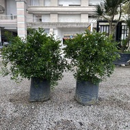 GPS Green Plant Society Live Tree Murraya Paniculata Dwarf 七里香 小叶