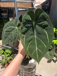 anthurium dressleri 花燭系列
