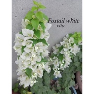SALE!!! ROOTED RARE BOUGAINVILLEA