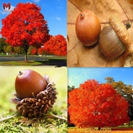 ต้นโอ๊ค(แดง)oak tree (2เมล็ด)
