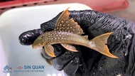 Pleco L200A /Pleco/Hi fin Green Phantom Pleco/Freshwater 高帆金钻异型/异型鱼/活鱼(Sin Quan Aquaculture Enterpri