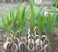 bibit kelapa hibrida berkualitas | bibit kelapa bersertifikat