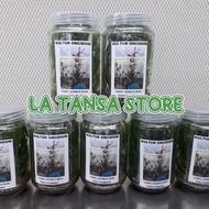 BIBIT BOTOL ANGGREK ONCIDIUM