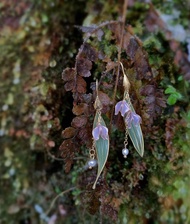 鈴蘭花 日本樹脂垂墜耳環