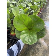 Fiddle Fig Leaf (Real Plant) pokok hidup pokok hiasan yg tak perlu maintainance yg cerewet