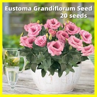 Pink Eustoma Grandiflorum Flower Seeds -High Germination 20 Seeds for Planting Garden Flowering Plan