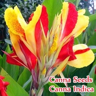 🌺บานเพื่อคุณเท่านั้น🌺10 เมล็ด พุทธรักษาแคระ Mixcolor Canna Seeds Canna Indica Flower Seeds บอนสี เมล็ดพันธุ์ เมล็ดดอกไม้ บอนสี ต้นไม้ฟอกอากาศ ต้นไม้มงคล พันธุ์ไม้หายาก อุปกรณ์ทำส