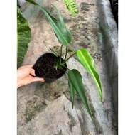 Monstera F8 (Monstera Delicosia Burle Marx Flame) healthy and beautiful pot of 6-7 leaves up to size