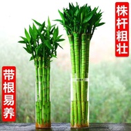 Binggen Dragon Bamboo Guanyin Bamboo Lucky Bamboo Wealth Bamboo Prosperity Bamboo Plant Hydroponic L