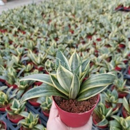 TKL - Sansevieria Hahnii Silver Frost 菲奥特虎皮兰