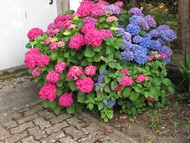 TANAMAN HIAS BUNGA HORTENSIA BUNGA BORONDONG BUNGA ROTEN bunga hortensia hidup bunga borondong hidup