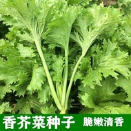现货香芥菜种子香菜青菜籽四川重庆特色 春秋冬四季农家田园蔬菜种子Mustard seed, cilantro, leafy green vegetable seedsspecialty from Si