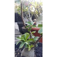 Adenium Arabicum Black Rcn