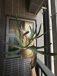 $1000 鹿角蕨 AKKI 母株 清位 退坑 高冠 40cm  P. veitchii 銀鹿 少有品種