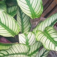 calathea white ornata