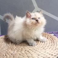 kucing kitten himalaya persia