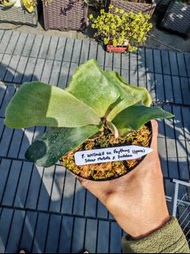 Foythony×Silver mutate×Suddan交種鹿角蕨