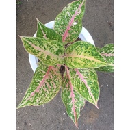 Laksap Aglaonema Live Plants