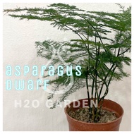 H2O - [Asparagus Series] Asparagus Dwar 云竹 / Asparagus Plumosus  文竹 Indoor Plant Live Plant