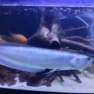 Ikan Arwana Silver