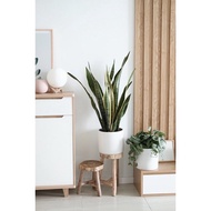 Sansevieria Laurentii Plant - Snake Plant Fresh Gardening Indoor Plant Outdoor Plants