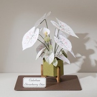 【彩葉芋草莓之心】觀葉植物紙植栽材料包 紙模型 紙風景|9028411