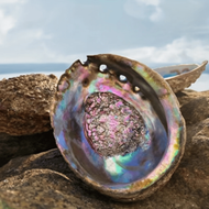 1pc 2.7-5.54 Inch Large Abalone Shell, Abalone Shell Incense Burner, Can Be Used For Burning Sage, H