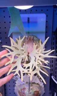 侏儒月神鹿角蕨 P.Willinckii cv. Aysun