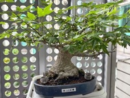 日本山红葉紅楓盆栽