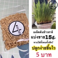 เมล็ดต้นข้าวสาลี แบ่งขาย 15g. สำหรับปลูก ซื้อ 10 ลด 50% เหลือ 5 บาท