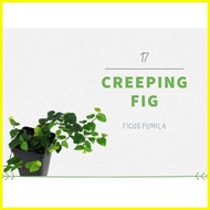 ◊☜ ✙ ✌ ficus pumila creeping fig