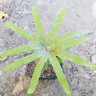 RARE Star Fern Paku Pakis Hiasan