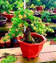 紅寶石 羅漢松（精美盆景、造型靚、新芽呈紅色、高50厘米、树粗8厘米）