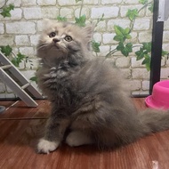Kucing Persia Betina 2,5 Bulan Dilute Calico Cantik New Stok