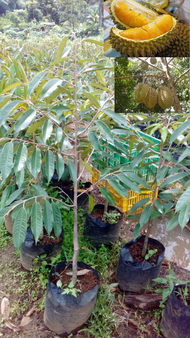 BIBIT DURIAN bawor 2 meter bisa berbuah dalam pot(bisa tabulampot)