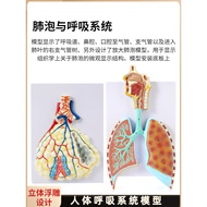 Human Breath System Anatomy Model Lung Anatomy Breath Bronchial Relief Model Lung Bubble Magnificati