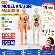Human Body Anatomy Torso Model Doctor Toy Human Body organ Human Body Torso Medical Practice Tool / 