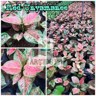 RED UNYAMANEE AGLAONEMA