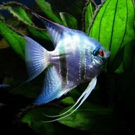 manfish blue pinoy