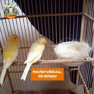 burung kenari kuning sepasang remaja mewah
