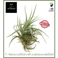 AIR PLANT TILLANDSIA RECURVIFOLIA VAR SUBSECUNDIFOLIA AIRPLANT 空气草 空气凤梨 无土植物