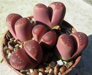 10 เมล็ด เมล็ดพันธุ์ ไลทอป กระบองเพชร ไม้อวบน้ำ กุหลาบหิน แคคตัส Living Stones Lithops Castus สายพันธุ์ olivaceae v nebrownii ‘Red Olive’