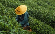 Hangzhou Tea Culture & West Lake Full-Day Customizable Tour