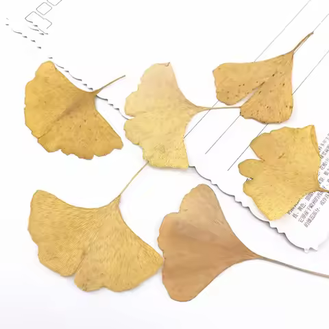 20pcs, Natural Pressed Ginkgo Leaves, Eternal Real Leaves for DIY Wedding Invitation Art Bookmark Gi