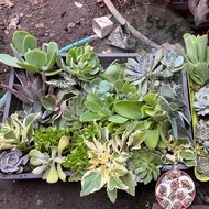 กุหลาบหิน ไม้อวบน้ำ Succulents Echeveria  (คละสายพันธุ์ ถาดใหญ่ 70ต้น++ มีทั้งตัดสด+มีราก) พืชอวบน้ำ