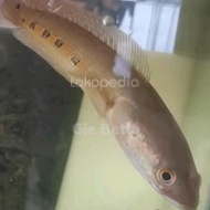 channa pseudo marulius 20 cm langsung kirim