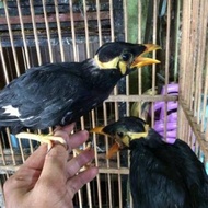 burung beo anakan