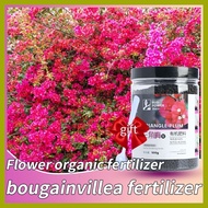 ↓ ✾ ✗ bougainvillea fertilizer 500g fertilizer for bougainvillea