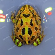 Mur4h!! pacman frog camouflage CAMO